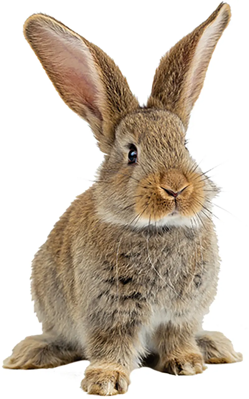 photo of Flemish Giant rabbit